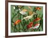 Duckling Swims Underwater Among Goldfish-Jane Burton-Framed Photographic Print