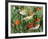 Duckling Swims Underwater Among Goldfish-Jane Burton-Framed Photographic Print