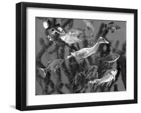 Duckling Swims Underwater Among Goldfish-Jane Burton-Framed Photographic Print