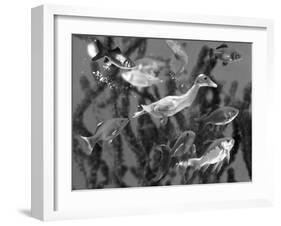 Duckling Swims Underwater Among Goldfish-Jane Burton-Framed Photographic Print