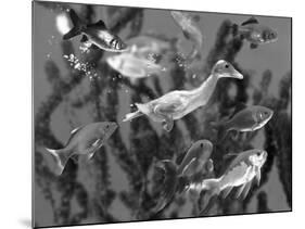 Duckling Swims Underwater Among Goldfish-Jane Burton-Mounted Photographic Print