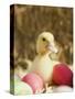 Duckling with Easter Eggs-Ada Summer-Stretched Canvas