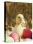 Duckling with Easter Eggs-Ada Summer-Stretched Canvas