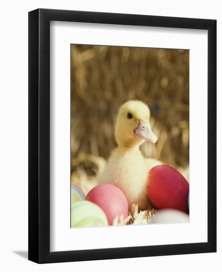 Duckling with Easter Eggs-Ada Summer-Framed Photographic Print