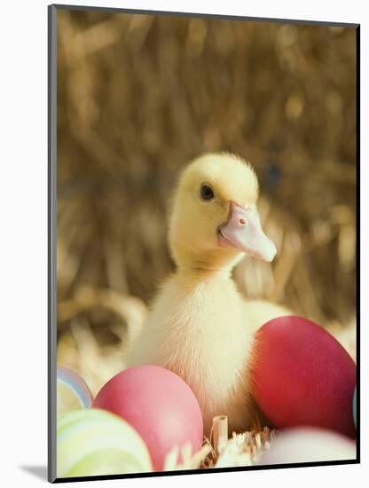 Duckling with Easter Eggs-Ada Summer-Mounted Photographic Print