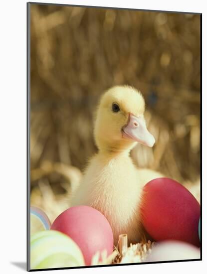 Duckling with Easter Eggs-Ada Summer-Mounted Photographic Print