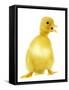 Duckling-null-Framed Stretched Canvas