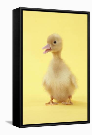 Duckling-null-Framed Stretched Canvas
