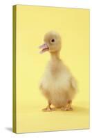 Duckling-null-Stretched Canvas