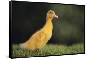 Duckling-DLILLC-Framed Stretched Canvas
