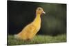 Duckling-DLILLC-Stretched Canvas