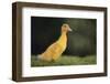 Duckling-DLILLC-Framed Photographic Print