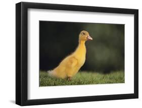 Duckling-DLILLC-Framed Photographic Print
