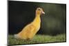 Duckling-DLILLC-Mounted Photographic Print