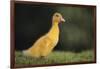 Duckling-DLILLC-Framed Photographic Print