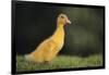 Duckling-DLILLC-Framed Photographic Print