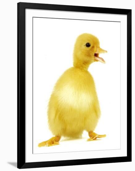 Duckling-null-Framed Photographic Print