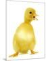 Duckling-null-Mounted Photographic Print