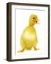 Duckling-null-Framed Photographic Print