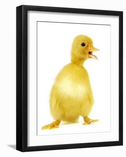 Duckling-null-Framed Photographic Print