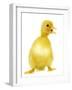 Duckling-null-Framed Photographic Print