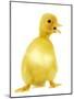 Duckling-null-Mounted Photographic Print