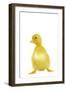Duckling-null-Framed Photographic Print