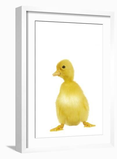 Duckling-null-Framed Photographic Print