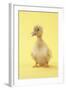 Duckling-null-Framed Photographic Print