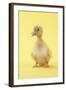 Duckling-null-Framed Photographic Print