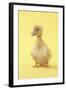 Duckling-null-Framed Photographic Print