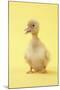 Duckling-null-Mounted Photographic Print