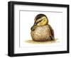 Duckling-Tim Knepp-Framed Giclee Print