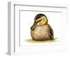 Duckling-Tim Knepp-Framed Giclee Print