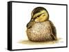 Duckling-Tim Knepp-Framed Stretched Canvas