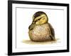 Duckling-Tim Knepp-Framed Giclee Print