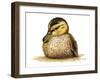 Duckling-Tim Knepp-Framed Giclee Print