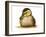 Duckling-Tim Knepp-Framed Giclee Print