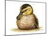 Duckling-Tim Knepp-Mounted Giclee Print