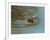 Duckling-Michael Jackson-Framed Giclee Print