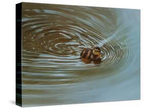 Duckling-Michael Jackson-Stretched Canvas
