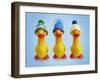 Ducklings in Woolly Hats-null-Framed Photographic Print