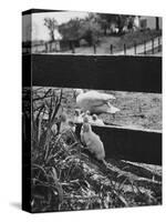 Ducklings Living on a Farm-Ed Clark-Stretched Canvas