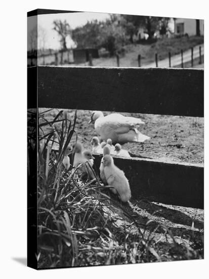 Ducklings Living on a Farm-Ed Clark-Stretched Canvas