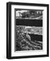 Ducklings Living on a Farm-Ed Clark-Framed Photographic Print