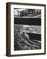 Ducklings Living on a Farm-Ed Clark-Framed Photographic Print