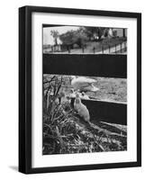 Ducklings Living on a Farm-Ed Clark-Framed Photographic Print