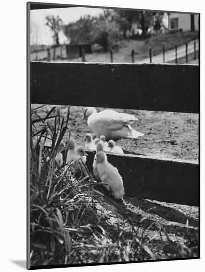 Ducklings Living on a Farm-Ed Clark-Mounted Photographic Print