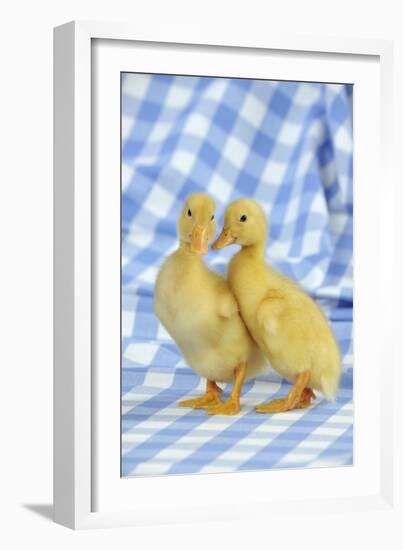 Ducklings Standing Together-null-Framed Photographic Print