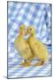 Ducklings Standing Together-null-Mounted Photographic Print